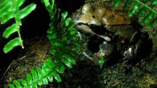 Smokey Jungle Frog catches eats crickets [upl. by Kessler]