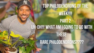 My Top Philodendrons Of the Week Strawberry Shake And Philodendron Domesticum Variegated Care Tips [upl. by Kado746]