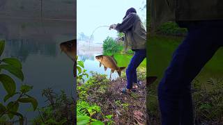 Small fishing rod big fish 😱 fishing cauca fish fishinglife caucagiaitri [upl. by Layney]