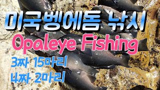 미국 벵에돔 낚시 80회 Opaleye fishing palos verdes [upl. by Yren]