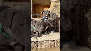 Blue staffy puppies playing in the winter sun ☀️ puppy staffy staffypuppy puppylovers puppies [upl. by Kwarteng408]