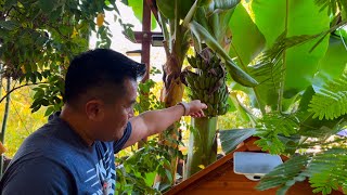 Winter is Coming  When to Pick Your Tropical Fruits in Californias Central Valley [upl. by Landry]