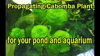 CABOMBA PLANT PROPAGATION  For your Fish ponds and aquarium [upl. by Grosz426]