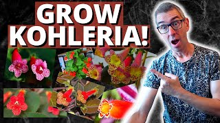 HOW TO GROW KOHLERIA Gesneriad care [upl. by Ahsinej470]