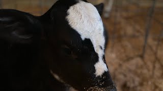 Raising calves vlog ear tagging day farming cow vlog bottlecalves [upl. by Macguiness78]