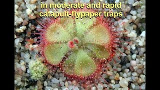 Behaviour of T2 snaptentacles in moderate and rapid catapultflypaper traps [upl. by Yahs]