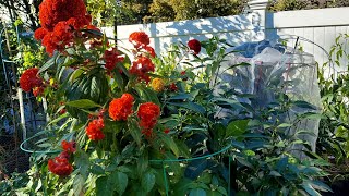 Early October Backyard Garden Tour  Small Space Garden  Harvest Results [upl. by Todhunter]