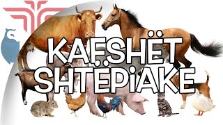 Kafshët shtepiake [upl. by Lalittah]