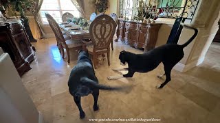 Pouncing amp Bouncing Great Danes Love to Play Whack A Dane With The Cat [upl. by Vitek316]