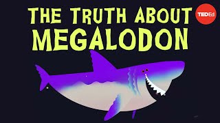 Why did Megalodon go extinct  Jack Cooper and Catalina Pimiento [upl. by Atinauq]