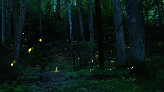 Synchronous Fireflies in the Great Smoky Mountains National Park [upl. by Vaughn94]