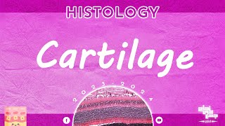 L1 Cartilage histology [upl. by Idmann396]