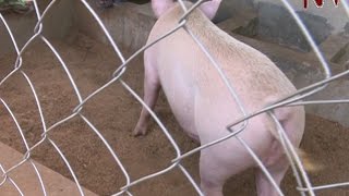 On The Farm Using artificial insemination for improved pig breeding [upl. by Hali98]