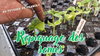 Repiquage des semis de tomates melons concombres [upl. by Rosel731]