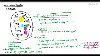 1210 Structural Adaptation of the Mitochondrion Cambridge AS A Level Biology 9700 [upl. by Savior]