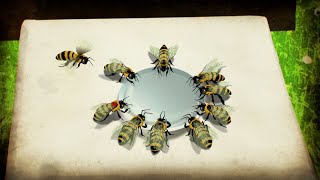 El lenguaje de las abejas  NATIONAL GEOGRAPHIC ESPAÑA [upl. by Rehoptsirhc51]