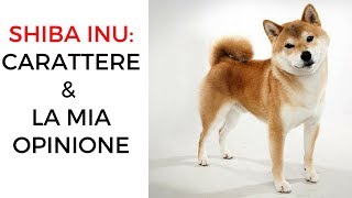 Shiba inu carattere amp la mia opinione [upl. by Aivataj208]