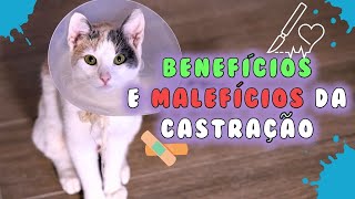 Benefícios e Malefícios da CASTRAÇÃO em GATOS [upl. by Yeleek747]