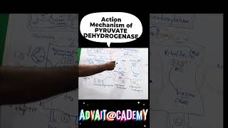 Mechanism of action of pyruvate dehydrogenase complex [upl. by Mitzie310]