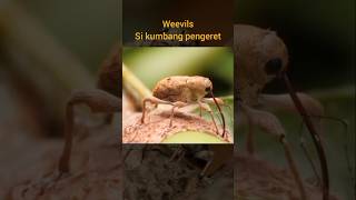 Weevils si kumbang pengeret education faktaunik edukasihewan animals insects hewan serangga [upl. by Ludwig]