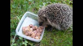 Igel im Winterschlaf [upl. by Deedee]