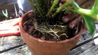 How To Repot a Dendrobium nobile orchid [upl. by Allbee]