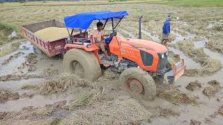 Kubota 550250hp4wd Tractor ampampamp GAM Harvesting Dhan Unlodeing  Kubota 5502 4wd Ander Fasgiya [upl. by Notnirt]