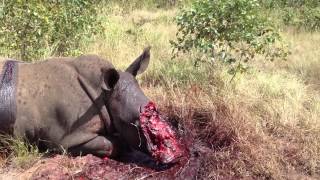 Rhino poached in KNP April 2013 [upl. by Posehn]