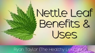 Nettle Leaf Benefits and Uses [upl. by Fiora]