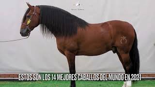 Los 14 Mejores del Caballos Españoles del Mundo en 2021🐴🐴🐴 Caballos Españoles Agua Zarca [upl. by Nadeen]