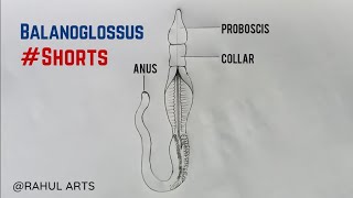 Balanoglossus Diagram  How To Draw Balanoglossus Diagram cbse shorts biology [upl. by Nesahc]