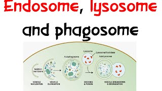 Endosome Lysozome and phagosome [upl. by Paolina]