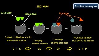 Enzimas Estructura Características y Funciones [upl. by Ban]