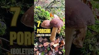 10 Wild Edible Mushrooms  Blissed Zone [upl. by Irap323]