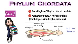 Part3 Hemichordata or AdelochordataDetailed Classification of ChordatesMsc 1st year Bsc Zoology [upl. by Maurice391]