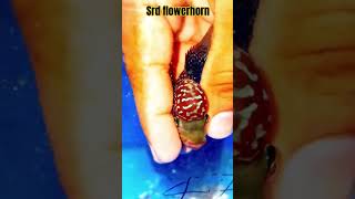 Imported SRD Flowerhorn fishing flowerhorn beautiful firstquality😘🤣 [upl. by Mirisola]