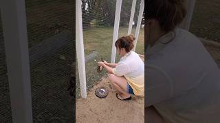 Chicken Coop Enrichment Project Adding Mirrors For Our Chickens homesteading chickens [upl. by Mayap]