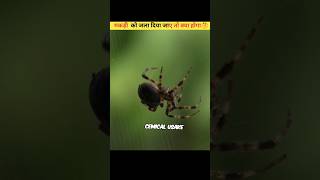 मकड़ी का जला दियाजाए तो क्या होगा 🤔🧐youtbeshortsamazingfactsspiderfactsknowledgetrendingshorts [upl. by Nadabas]