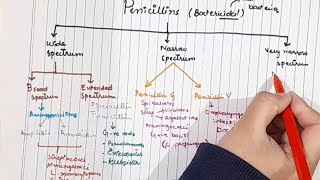 Beta lactam antibiotics Penicillin Katzung Ch 43  Part 13 [upl. by Charie]