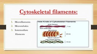 Cytoskeletal elements Microfilaments actin filaments  Intermediate  Microtubules [upl. by Proffitt]