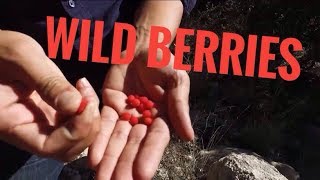 Texas Madrone Berries Delicious Wild Food Junkyard Fox [upl. by Notsirt]