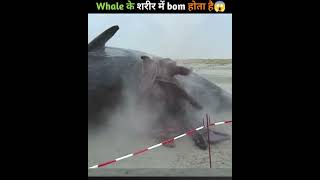 why are sharks so dangerous😨 shorts trending allfacts shark whale facts [upl. by Ysdnyl]