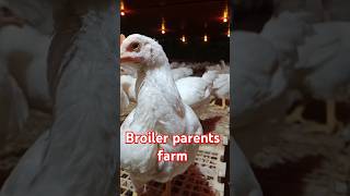 Modern broiler parents farm  Poultry farming Bangladesh chicken broiler poultry [upl. by Atikahs]