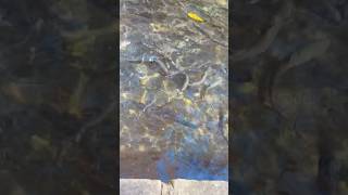 Feeding trout at the Hatchery at Maramec Springs [upl. by Anoniw]