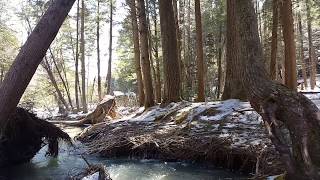 Spring snowmelt in Toms Run at Shelter 1 Cook Forest State Park [upl. by Norud]