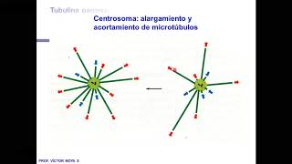 Clase Citoesqueleto [upl. by Ainedrag]