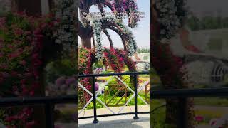 Dubai Miracle Garden [upl. by Aicenet]