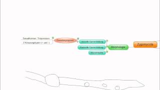 03 Crashkurs Mikrobiologie Zygomycota [upl. by Hau]