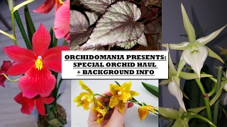 Orchidomania Presents Special Orchid Haul  Background Info [upl. by Ikilisav470]