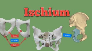 ischium bone  bone of hipbone  lower limb anatomy  Foziya Vohra amp Mukta Nivedita [upl. by Keg506]